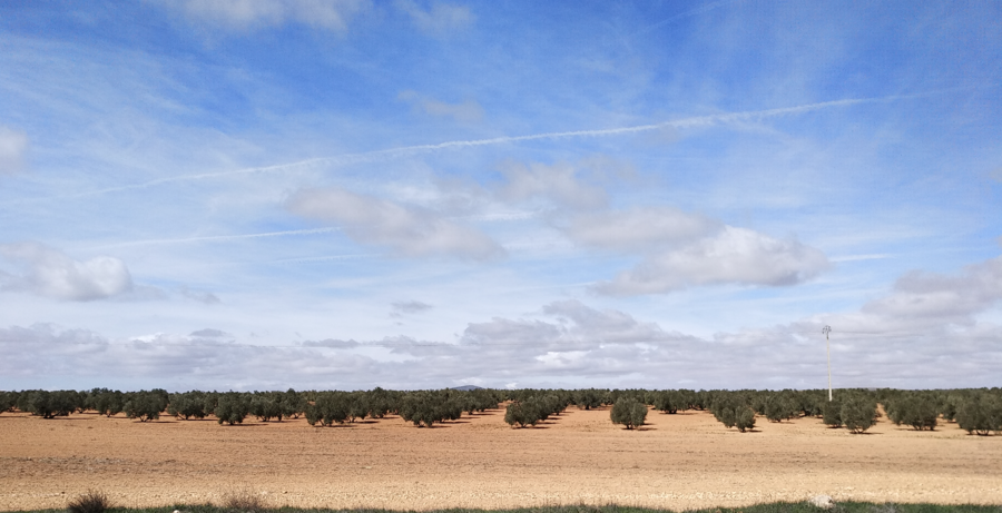 DOP Campo de Montiel